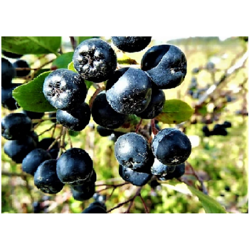 ARONIA czarna krzaczasta obficie owocuje - sadzonki 50 / 60 cm